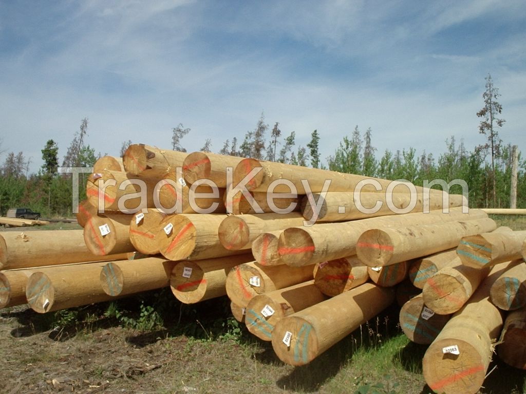 Wood Logs