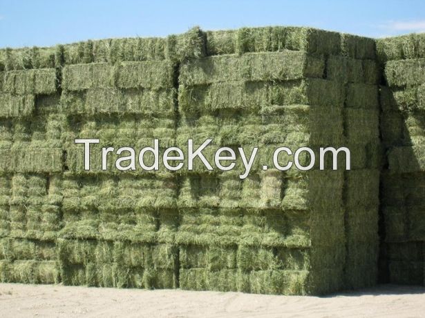 Alfalfa/Lucerne Hay for Animal Feeding