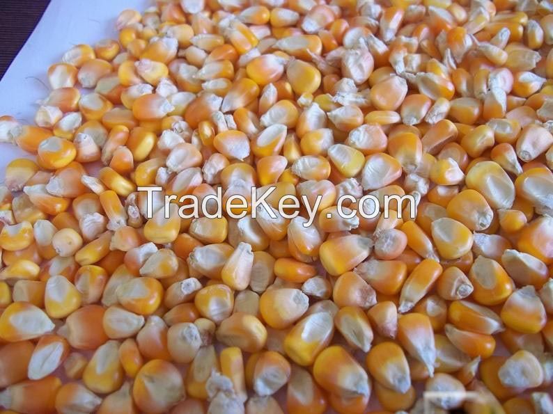 Non Gmo White/Yellow Maize Corn in Bulk