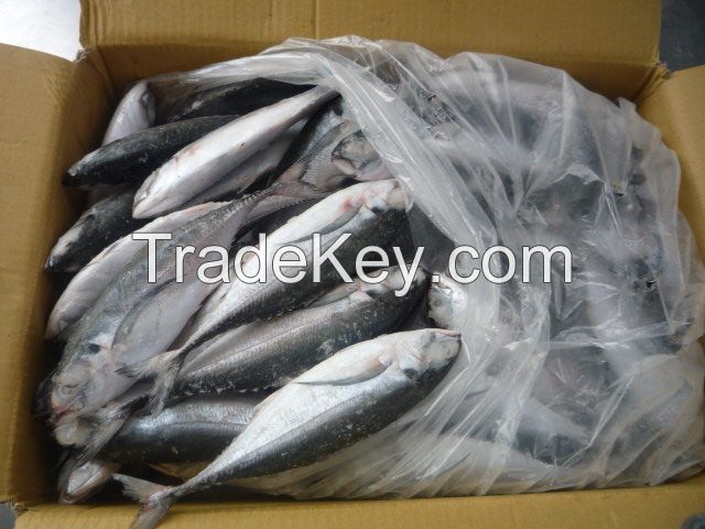 Frozen Horse Mackerel Fish