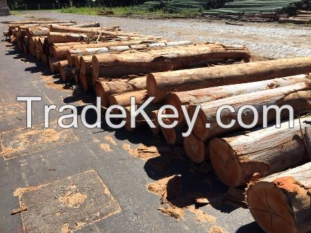 EUCALYPTUS Logs and Chips