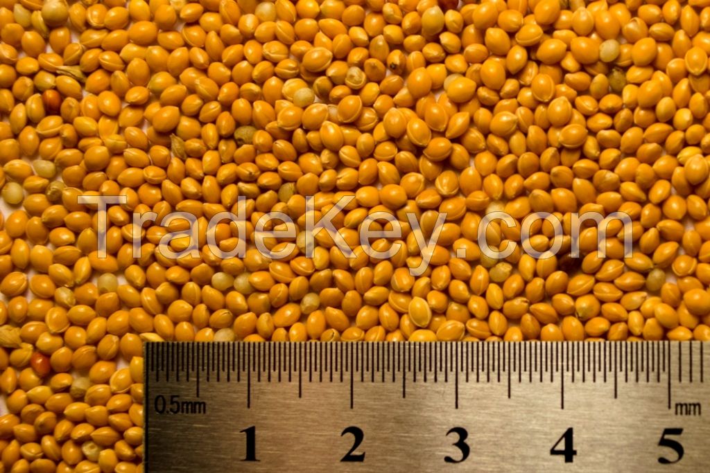 yellow millet