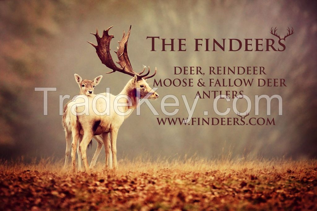 Deer, Reindeer, Fallow deer &amp; Moose Antlers