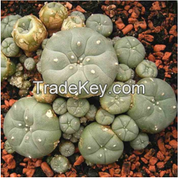 Lophophora Williamsii Seeds