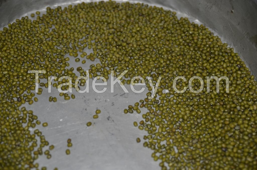 GREEN MUNG BEAN(from Argentina)