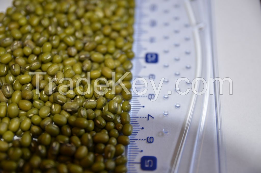 GREEN MUNG BEAN(from Argentina)