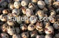 Fresh Quail Eggs,Parrot Eggs and Chicken Eggs