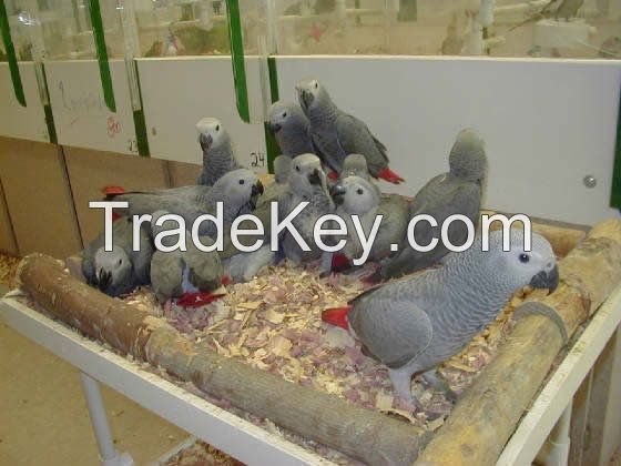 African Grey Parrots and hatching Eggs