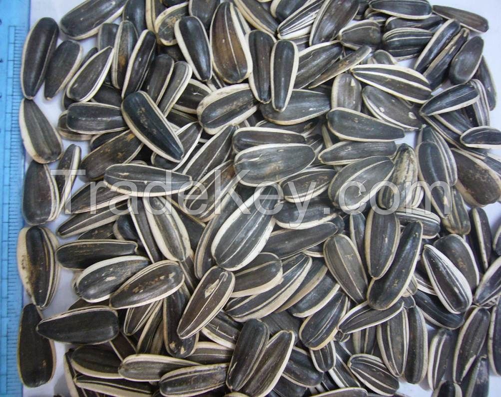 sunflower seed /sunflower seeds/sunflower seed kernel 24/64 26/68