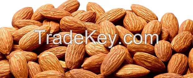 HIGH GRADE Fresh Raw Sweet Almond hot sales 