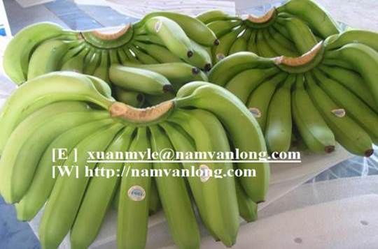 FRESH CAVENDISH BANANA   