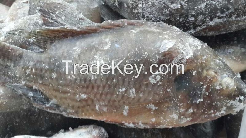 Best Frozen Fish, Frozen Tilapia, Frozen Tilapia Fillets,