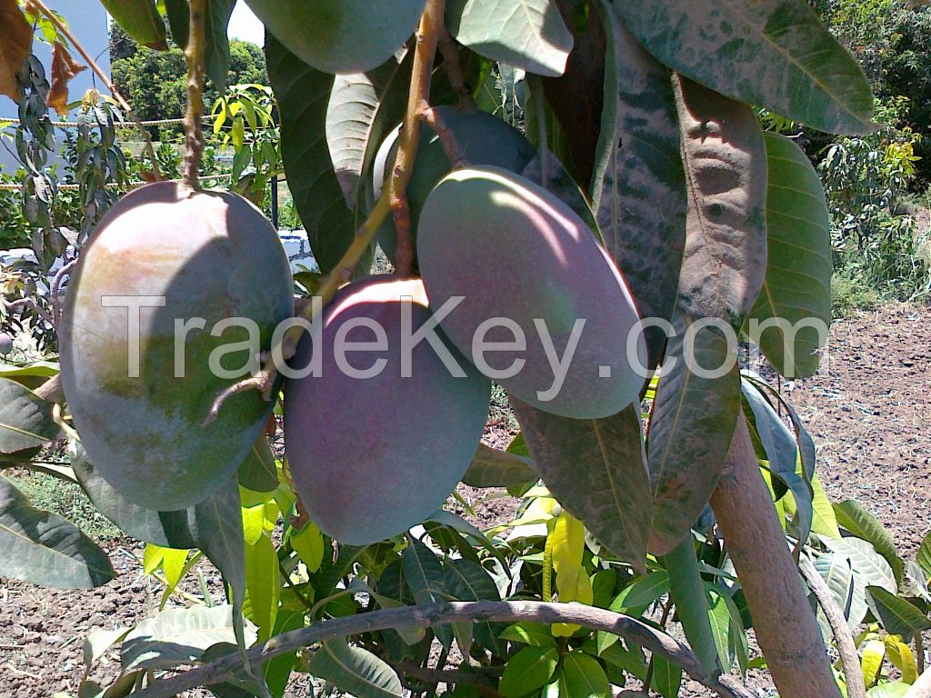 Mango Seller