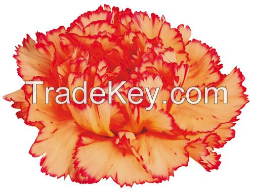 Cut Carnations