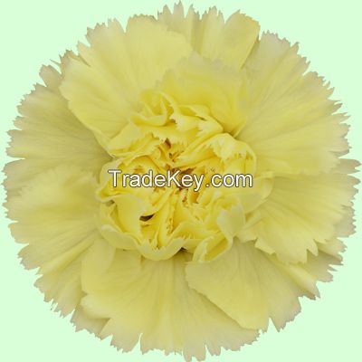 Cut Carnations