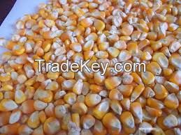 Yellow Corn