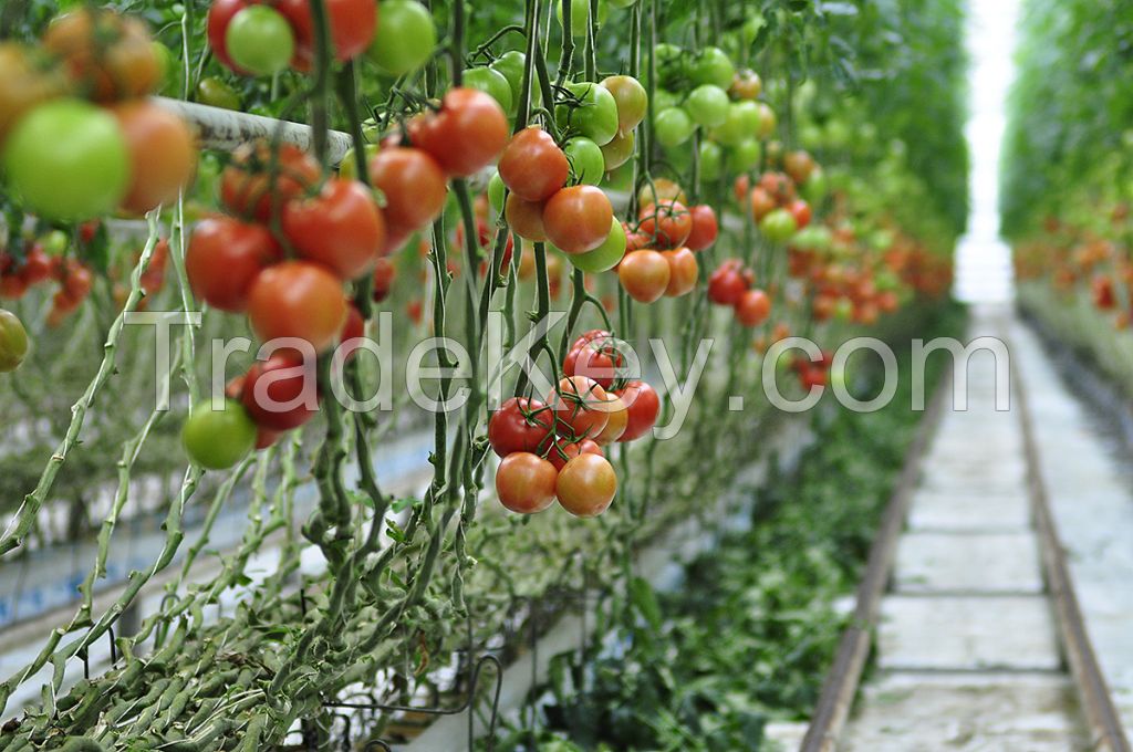 Tomatoes