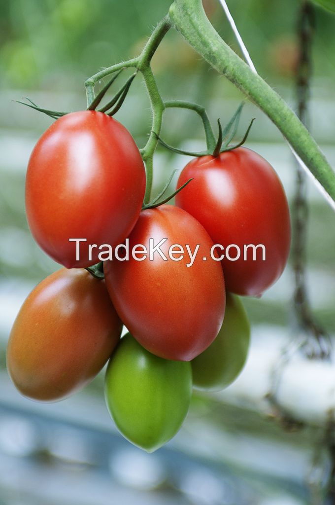 Tomatoes