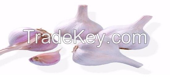 New Fresh Garlic Red Manufacturers In China