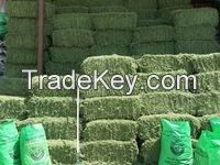 Groomed alfalfa bales available, min 5 tons shipment 