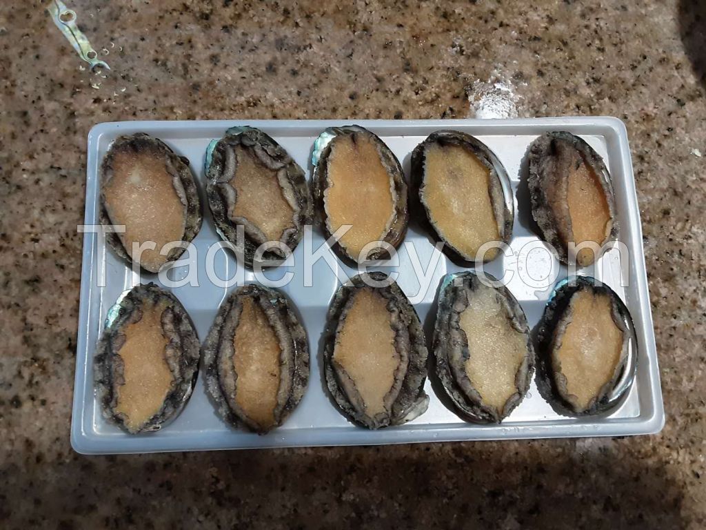 Frozen cooked Abalone By SDF international inc., Taiwan