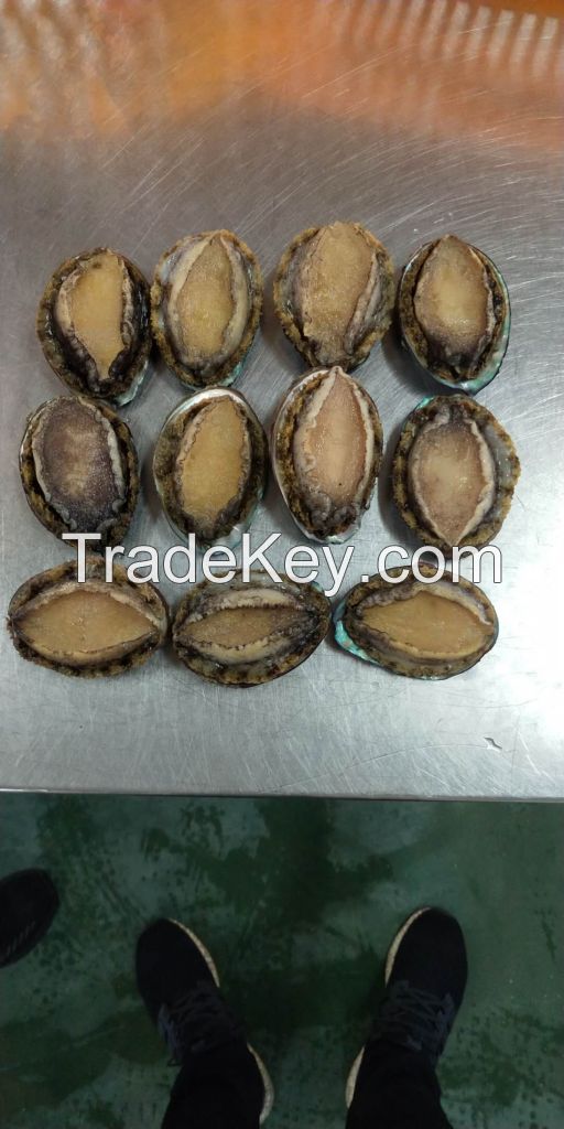 Frozen cooked Abalone