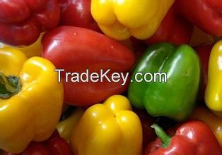 High quality fresh capsicum-Bell pepper