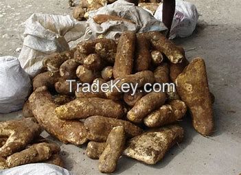 African yam