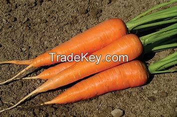 carrots