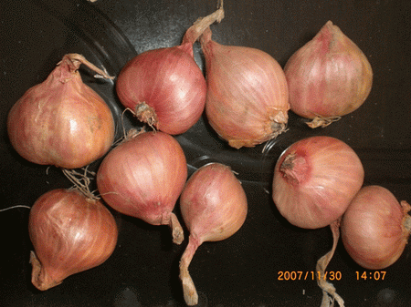 shallot, shallot onion