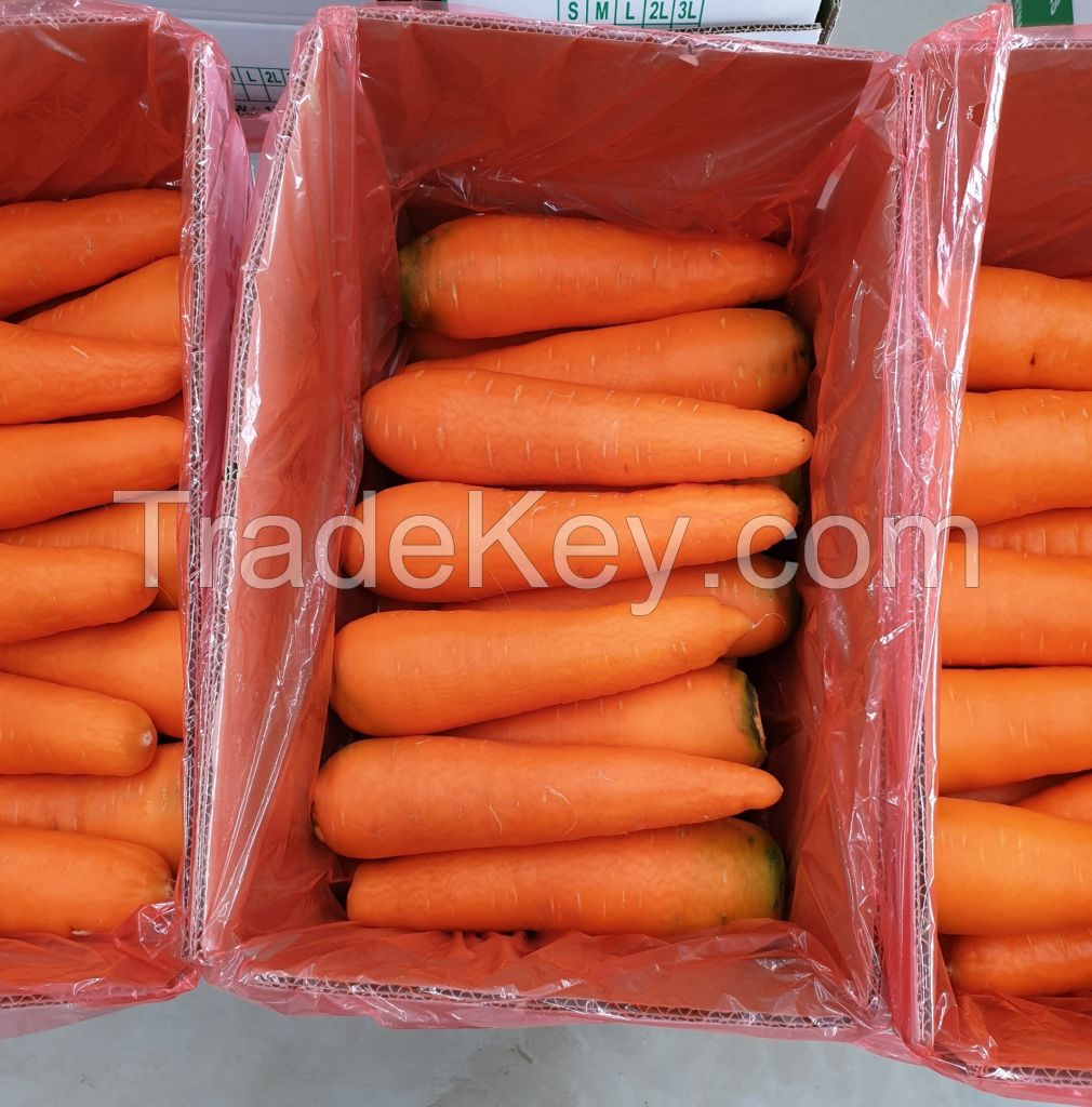 VIETNAM FRESH CARROT - +84981482499