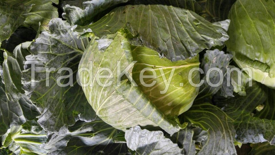 VIETNAM FRESH CABBAGES - +84981482499