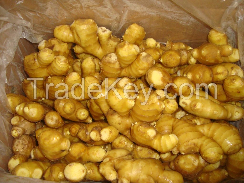 High Quality Grade A Fresh Ginger for Export