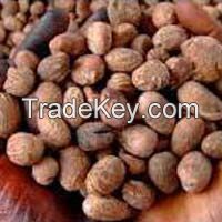 High Quality Grade A Shea Nut | Nigeria