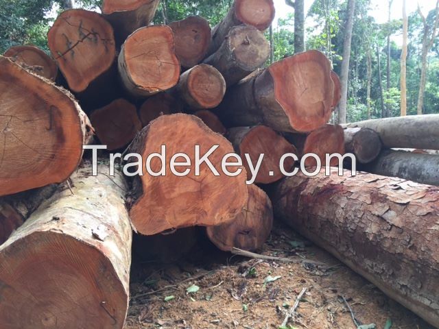 High Quality Tali Wood Square Logs from Ghana