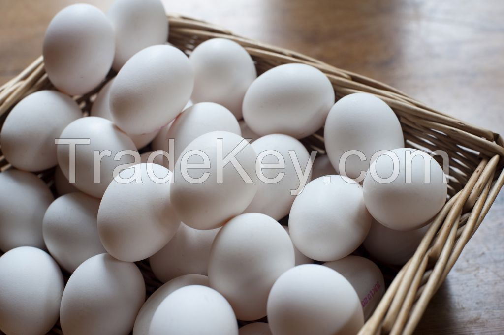 Eggs