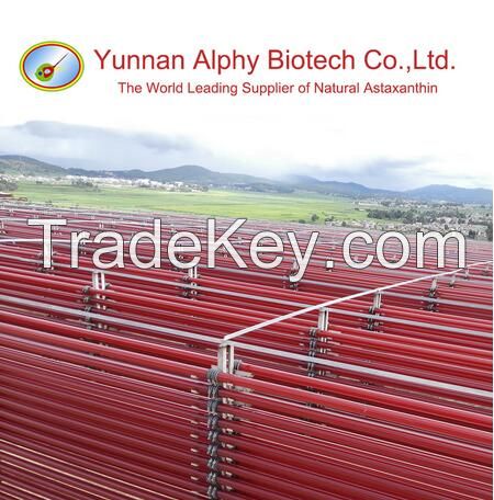 100% Haematococcus pluvialis Biomass, 1.5% natural astaxanthin, plant extract