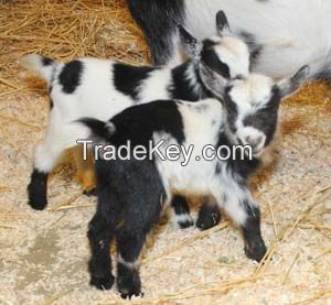 Nigerian Dwarf Goats