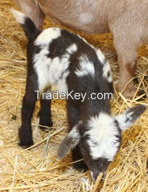 Nigerian Dwarf Goats
