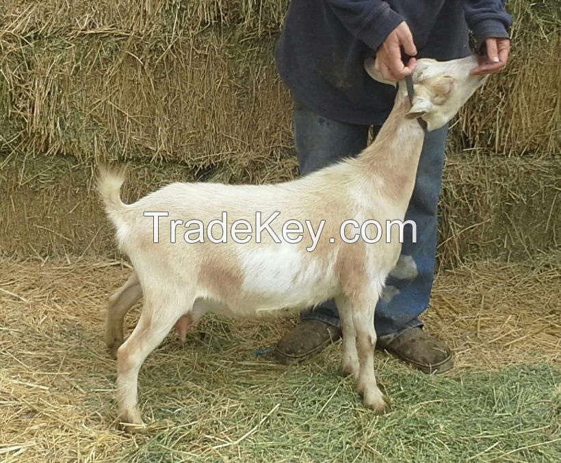 Nigerian Dwarf Goats