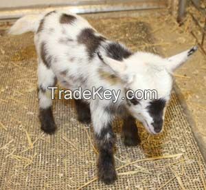 Nigerian Dwarf Goats