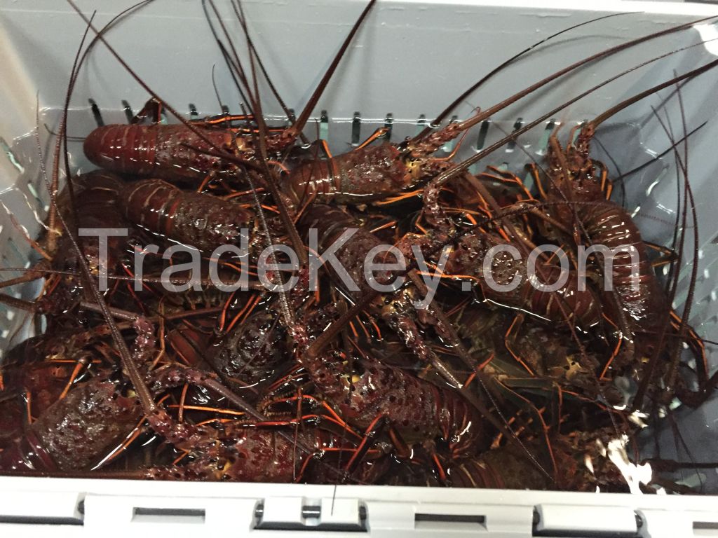 Live California Spiny Lobster (Panulirus interruptus)