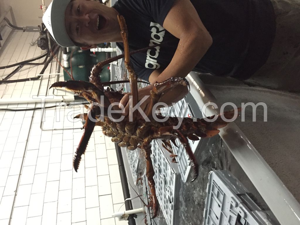 Live California Spiny Lobster (Panulirus interruptus)