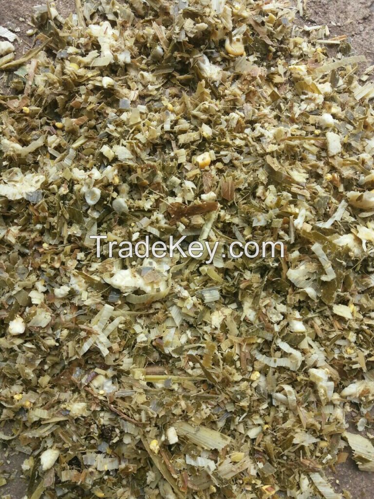DRIED CORN SILAGE / ANNY +841626261558