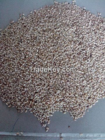 Sesame Seed Available For Sale And Export