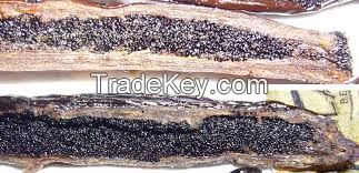 Best quality Madagascar Vanilla beans