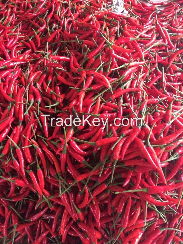 Fresh red chili