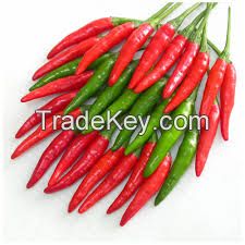 Fresh red chili