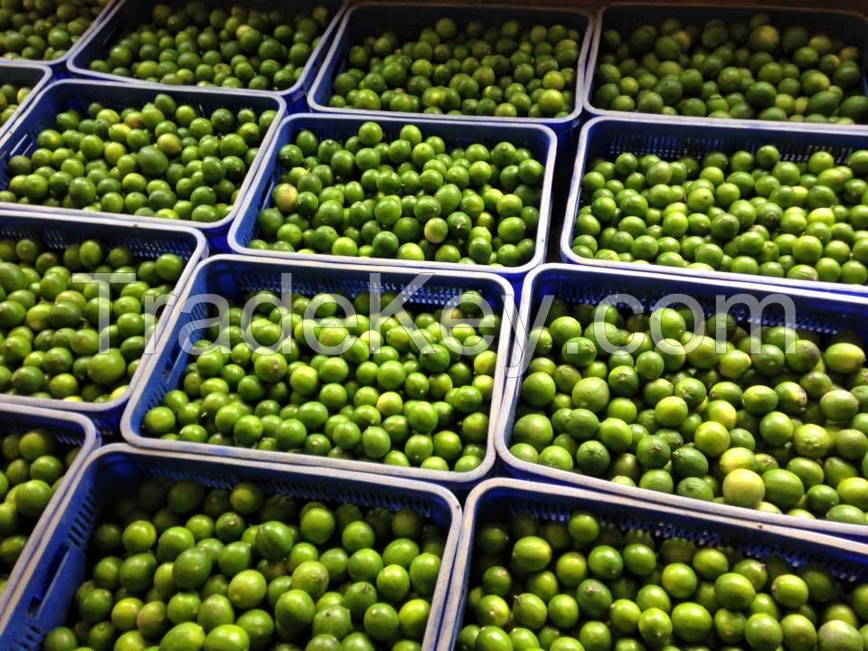 SEEDLESS FRESH LIME / FRESH LEMON / LIME IN VIETNAM