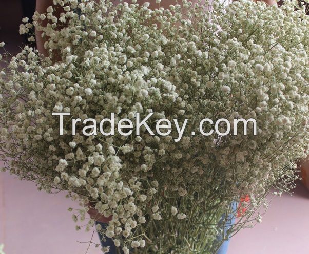 Dried Natural Gypsophila Babysbreath Flower Bunches best price